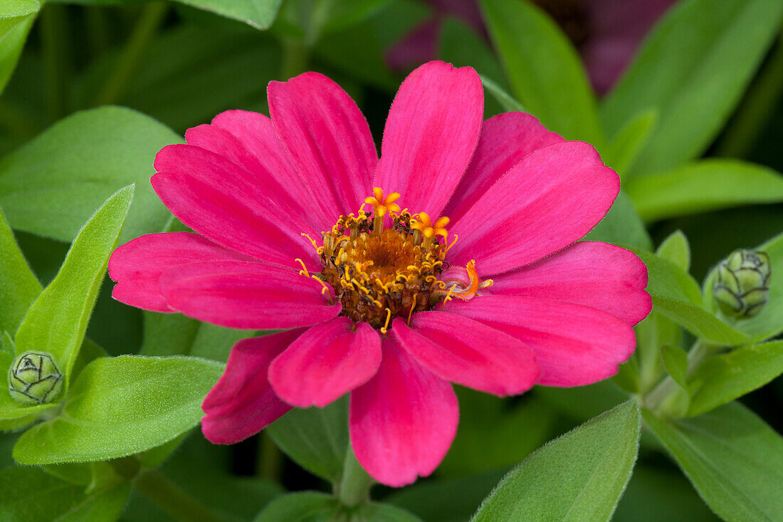 Zinnia marylandica 'Zahara XL Pink