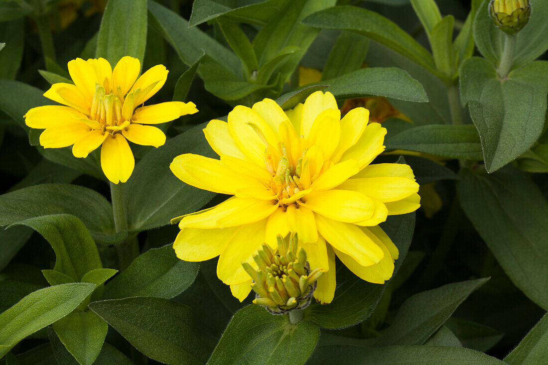 Zinnia haageana 'Profusion Double Yellow'