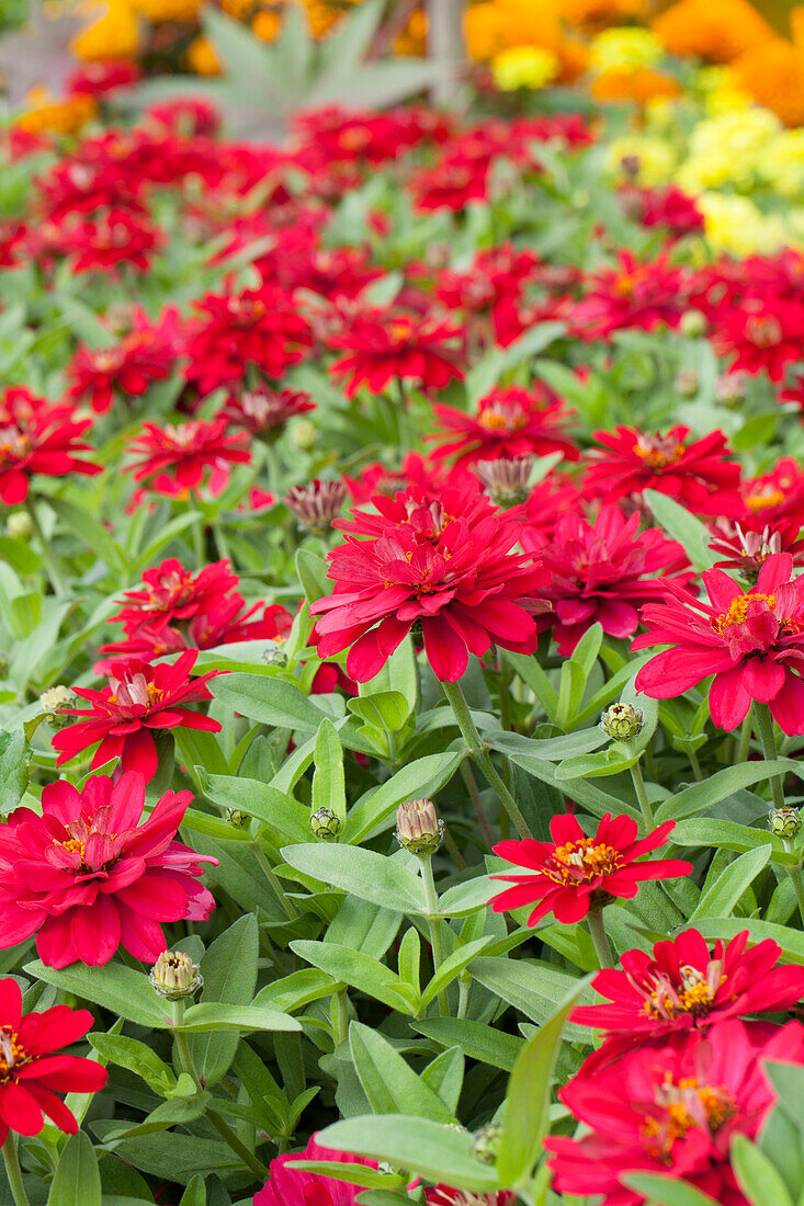 Zinnia haageana 'Profusion Cherry'