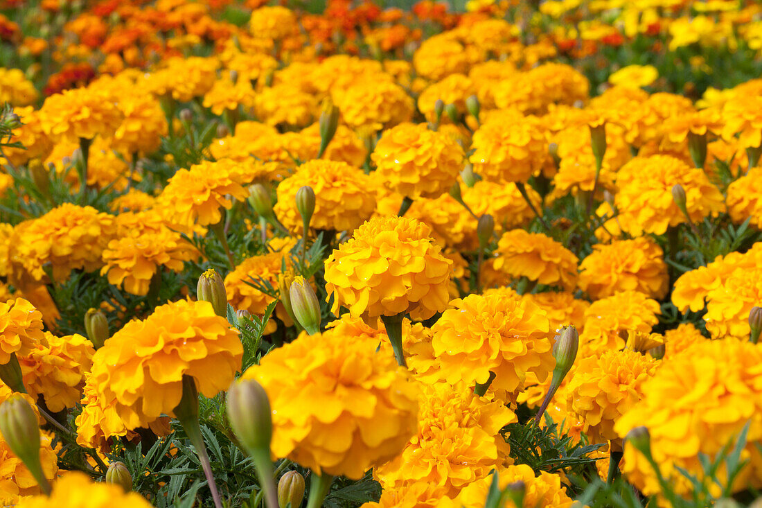 Tagetes patula Hero Gold