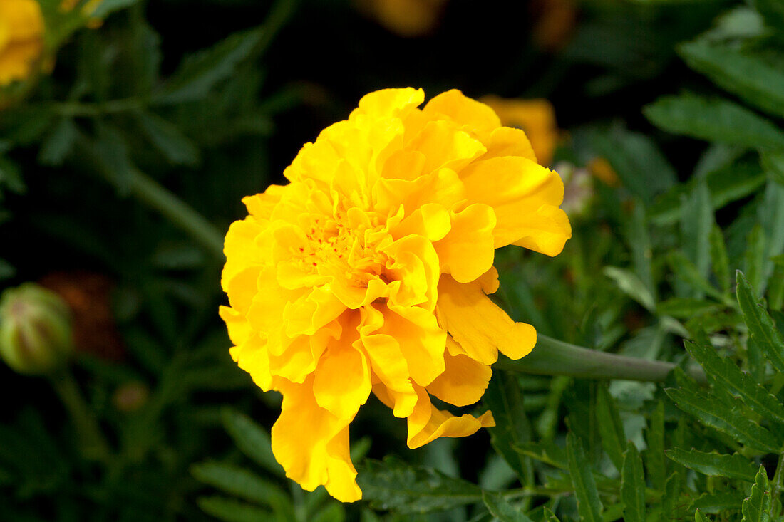 Tagetes patula 'Safari Gold'