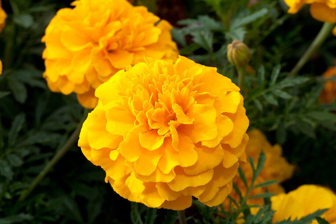 Tagetes patula 'Chica Gold'