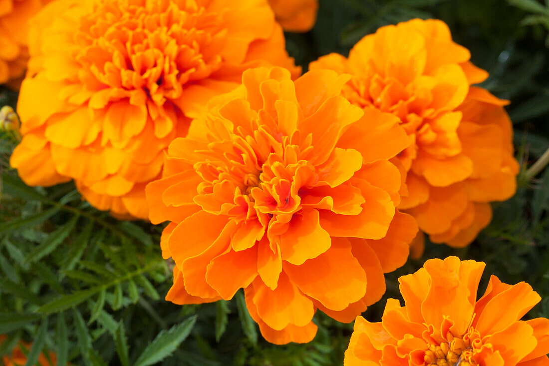 Tagetes patula 'Bonanza Orange'