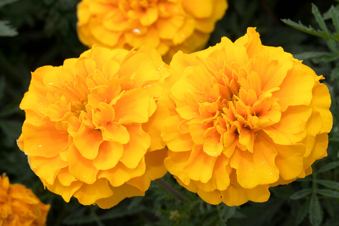 Tagetes patula 'Chica Yellow'