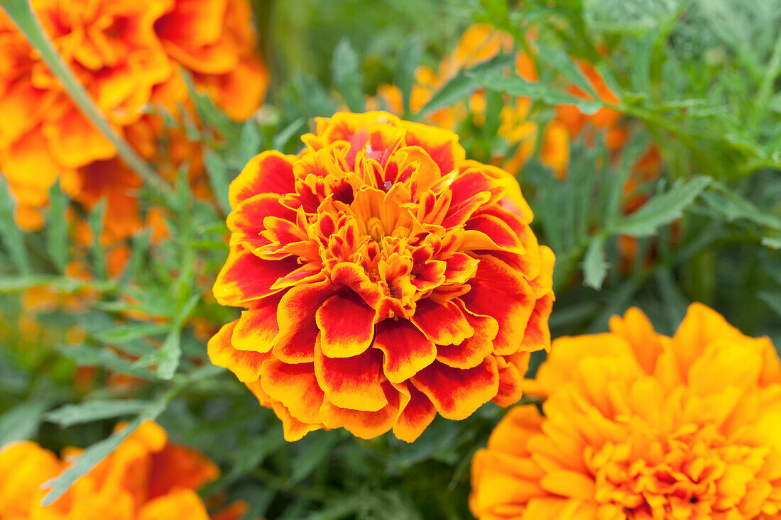 Tagetes patula Bonanza Flame