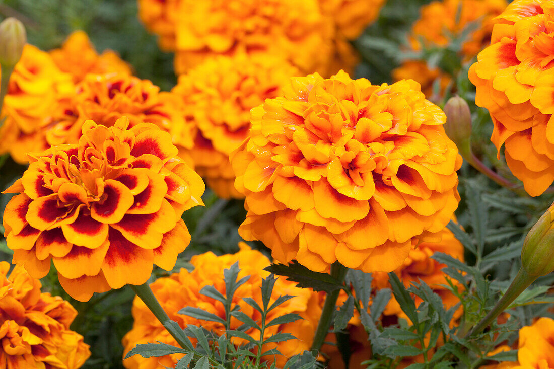 Tagetes patula 'Chica Flame'