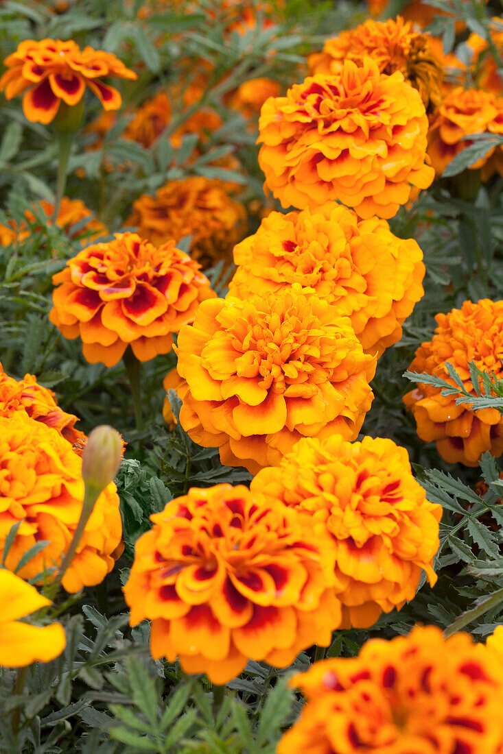 Tagetes patula 'Chica Flame'