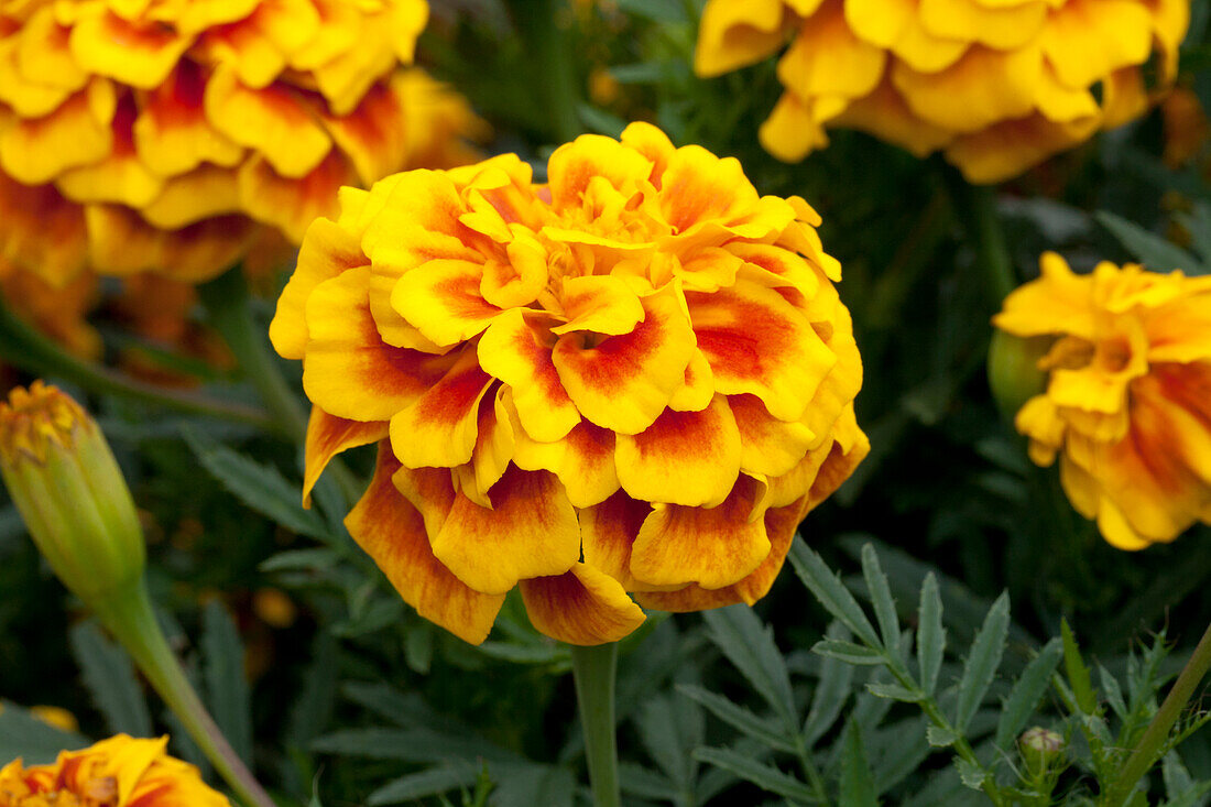 Tagetes patula 'Safari Yellow Fire'