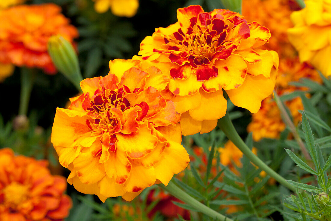 Tagetes patula 'Safari Bolero'