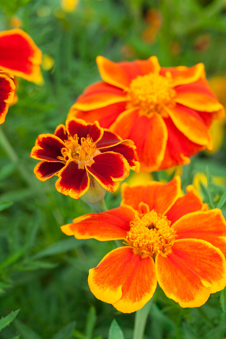 Tagetes patula 'Amber Glow'