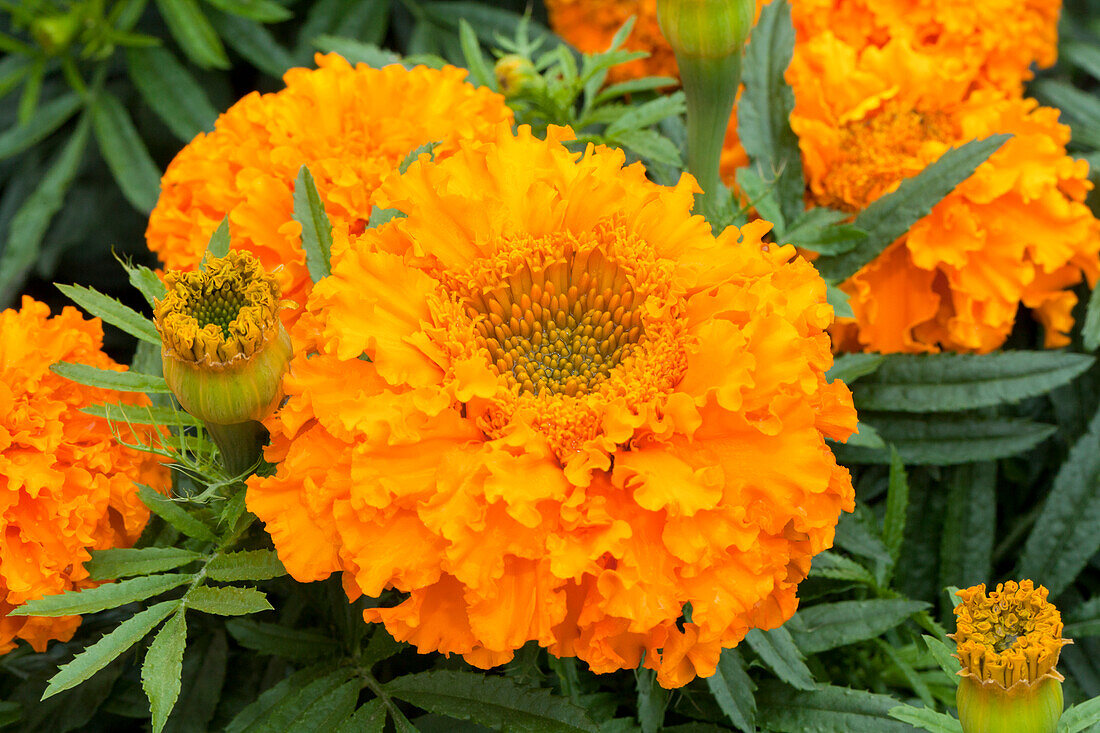 Tagetes erecta 'Sunshine