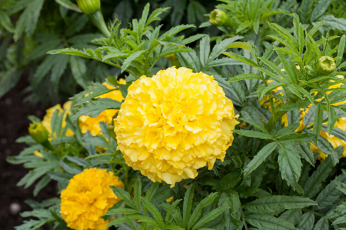 Tagetes erecta 'Lemon Hedger