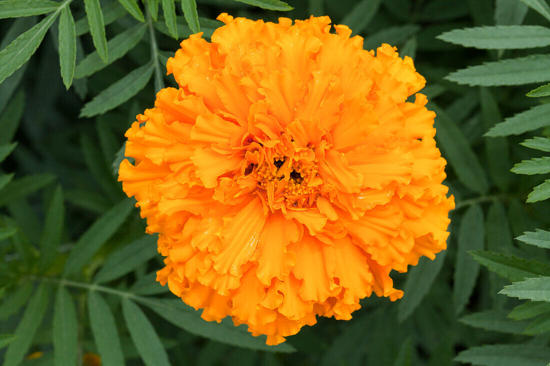 Tagetes erecta 'Orangeball'