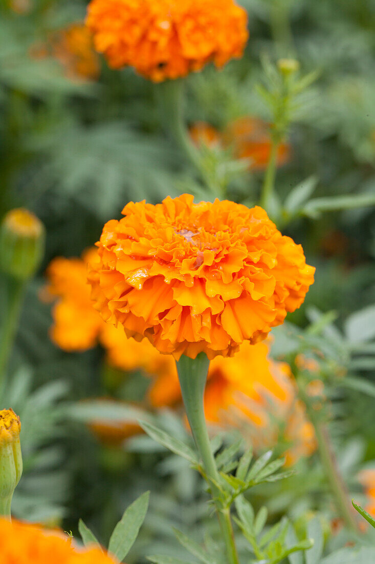 Tagetes erecta 'Orangeball