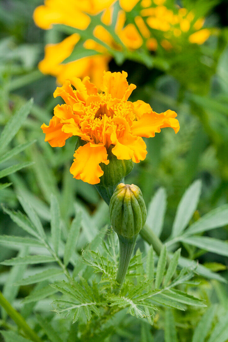 Tagetes erecta