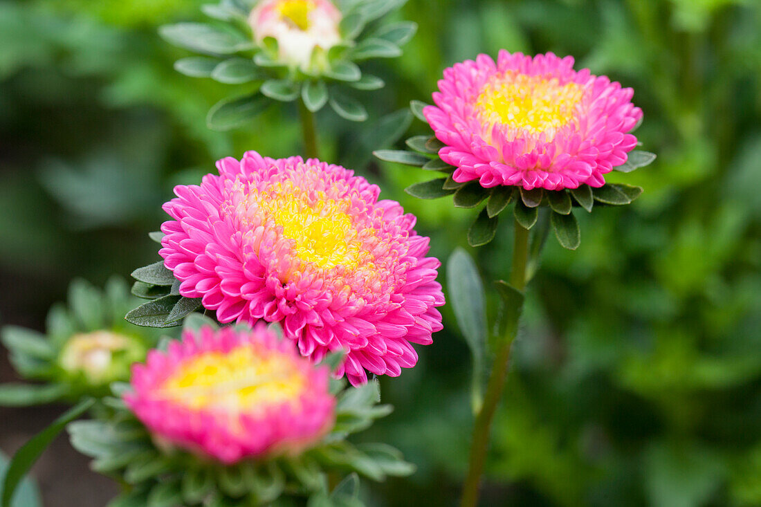 Callistephus chinensis 'Pompon'