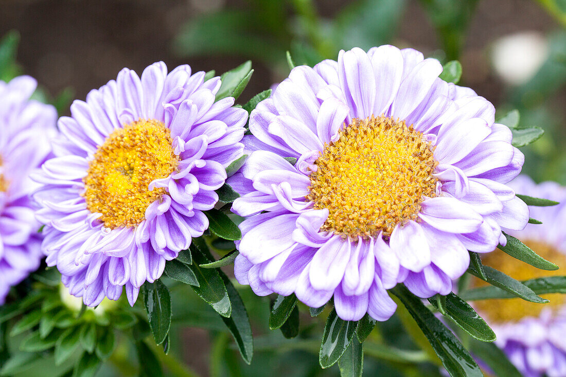 Callistephus chinensis 'Early Wonder'