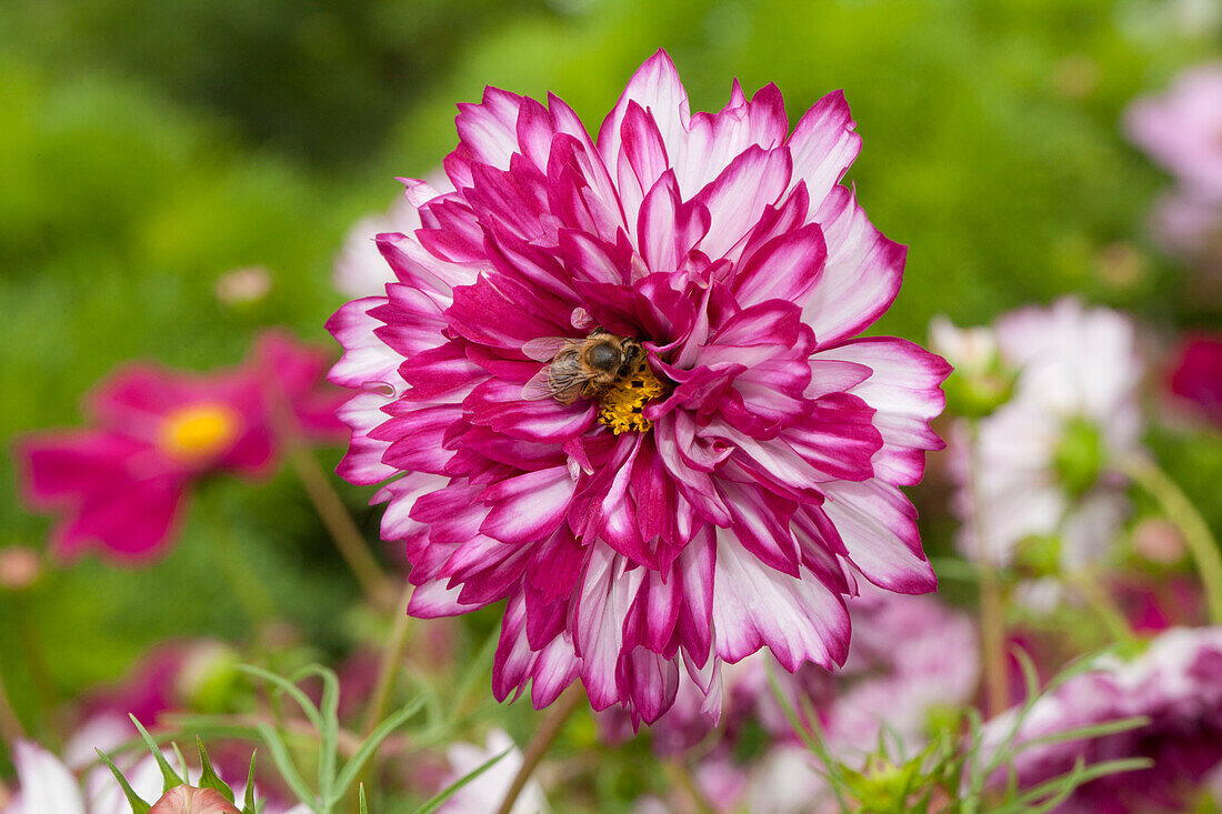 Cosmos bipinnatus 'Picotee'