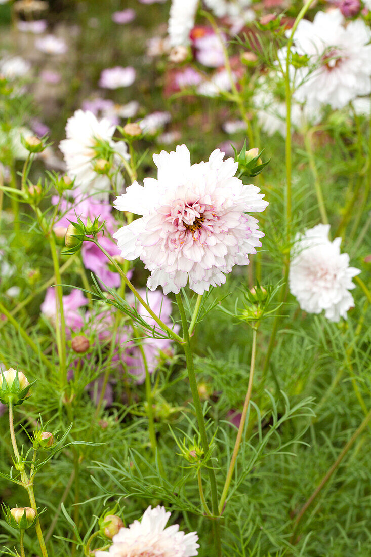 Cosmos bipinnatus