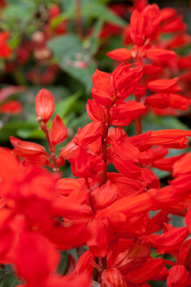 Salvia splendens 'Feuerzauber'