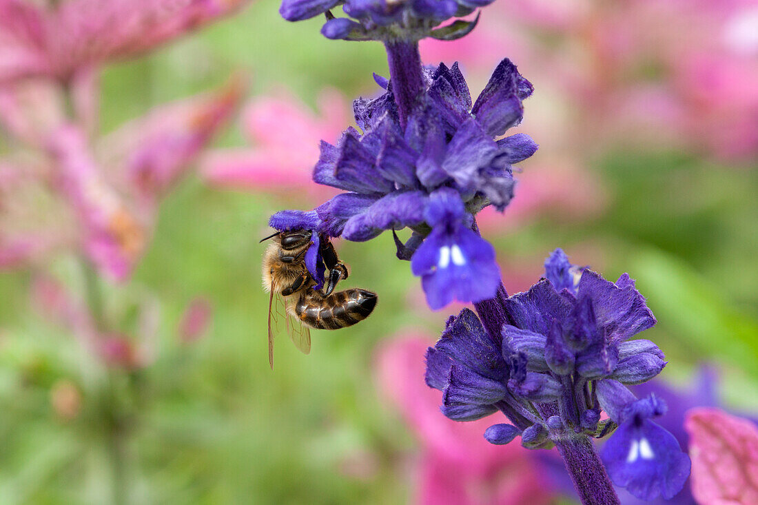 Salvia viridis