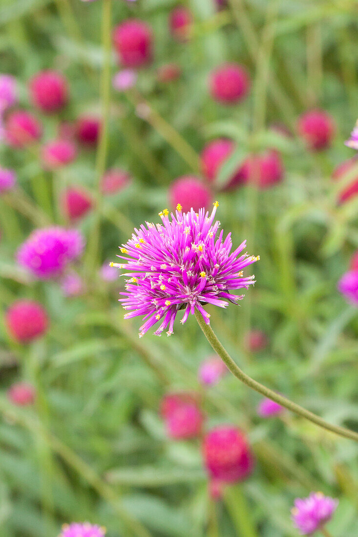 Gomphrena globosa 'Fireworks'