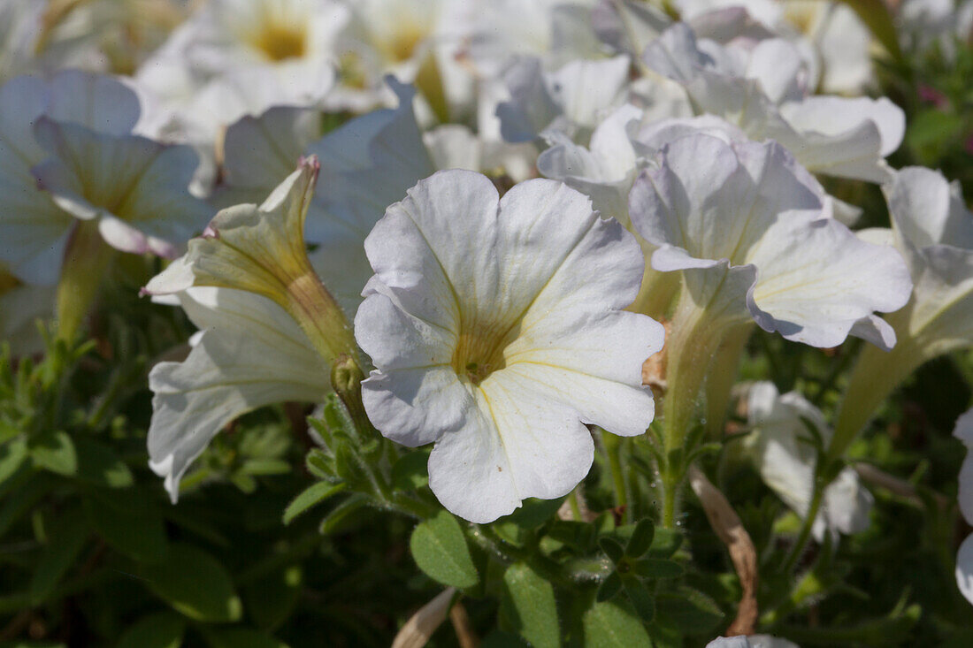 Petunia Petunia Tiny Pleasure 'Light Yellow'