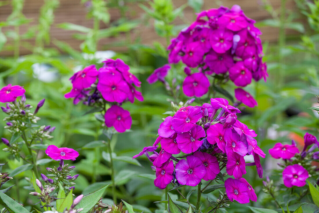 Phlox paniculata 'The King'