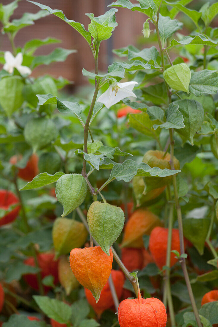 Physalis alkekengi var. franchetii