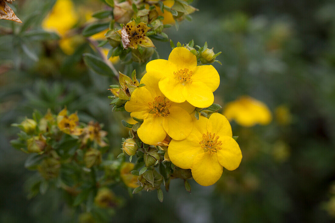 Potentilla fruticosa 'Kobold'