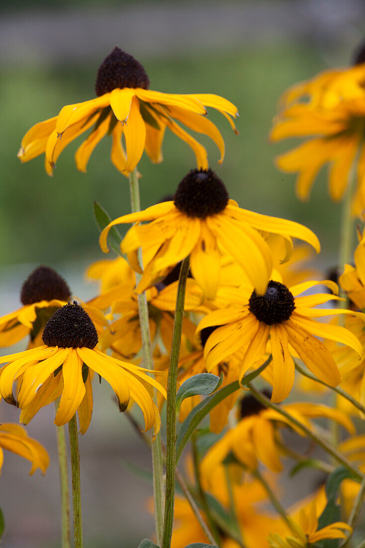 Rudbeckia sullivanti 'Goldsturm