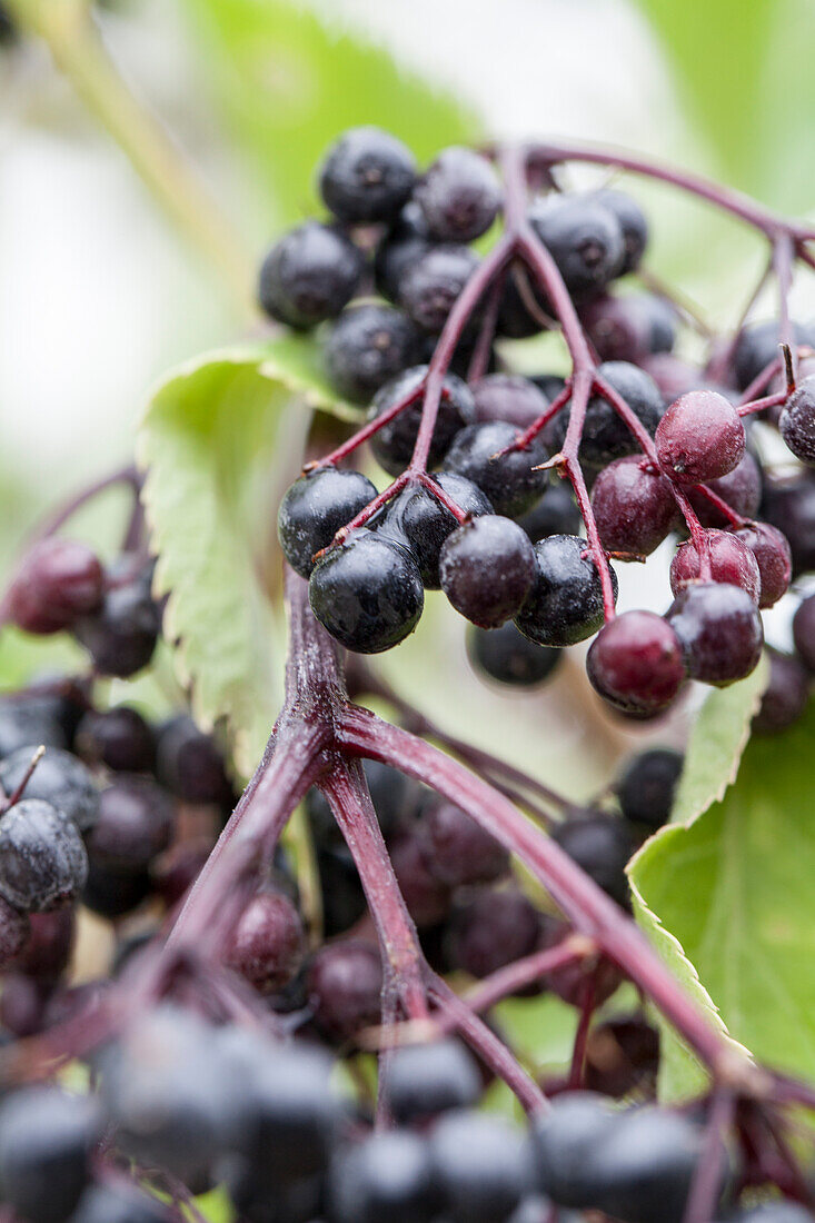 Sambucus nigra 'Haschberg'