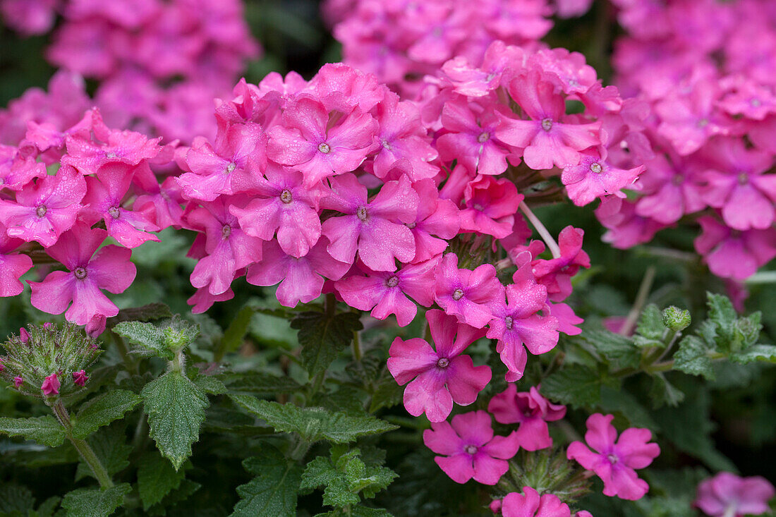 Verbena hybrid 'Vanessa Deep Pink