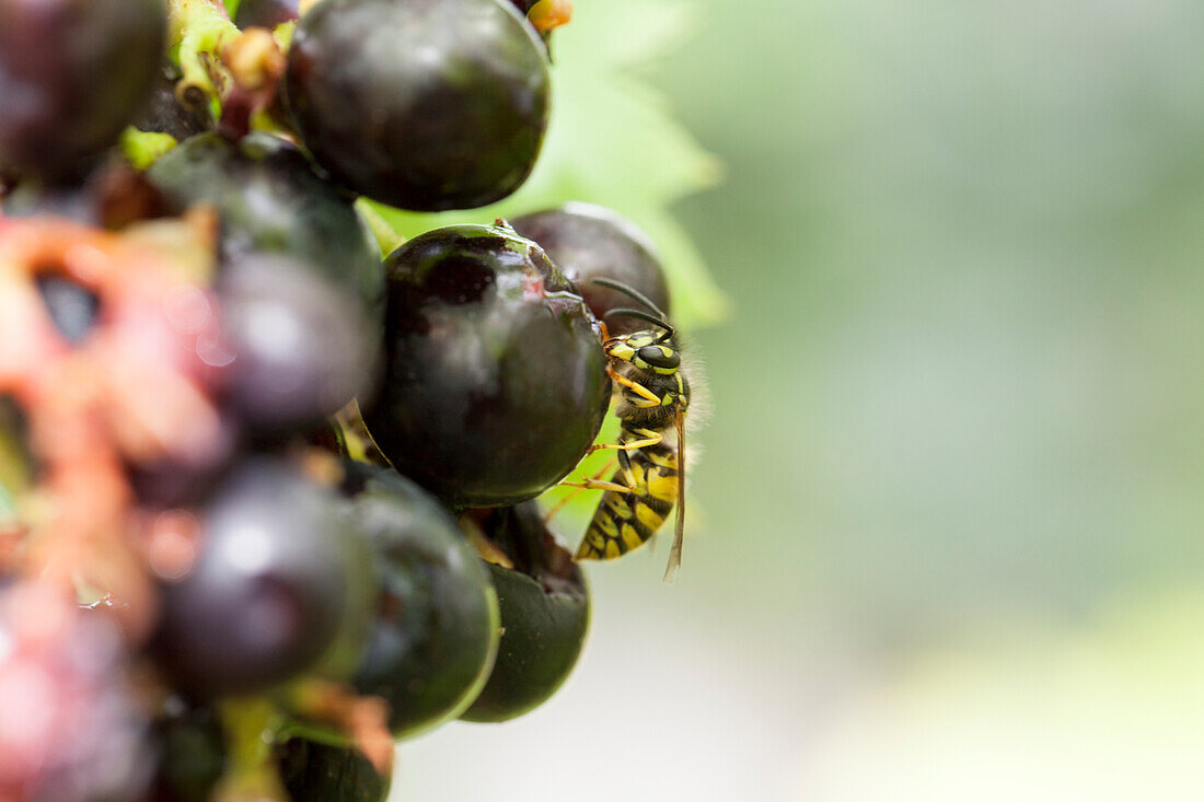 Vitis vinifera 'Magliasina' (with wasp)