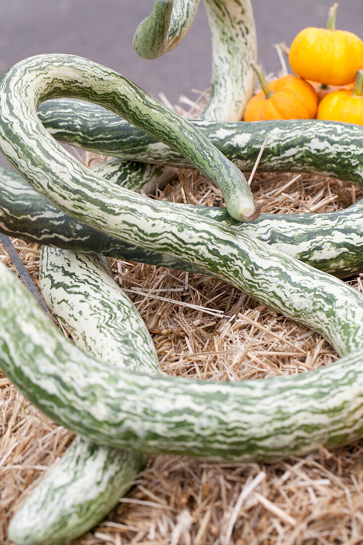 Cucurbita lagenaria 'Speckled Snake'