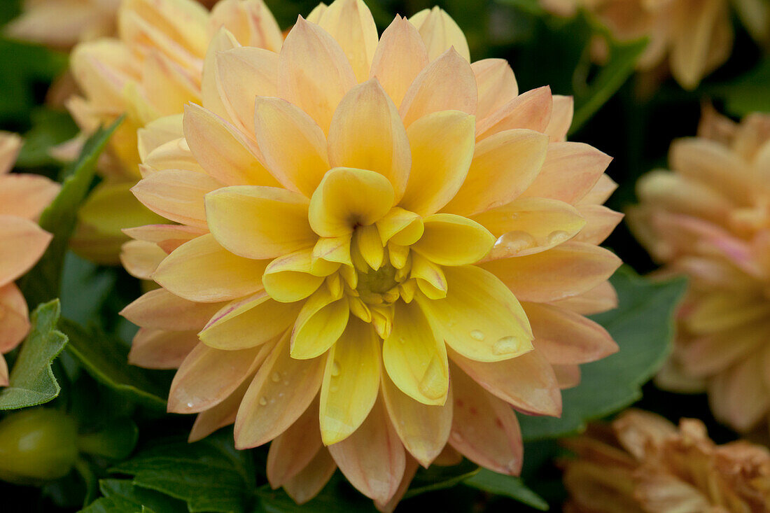 Dahlia LaBella® Grande Yellow