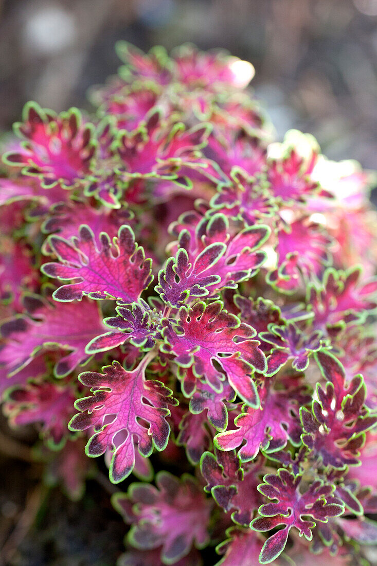 Coleus 'Wildfire Smokey Rose'