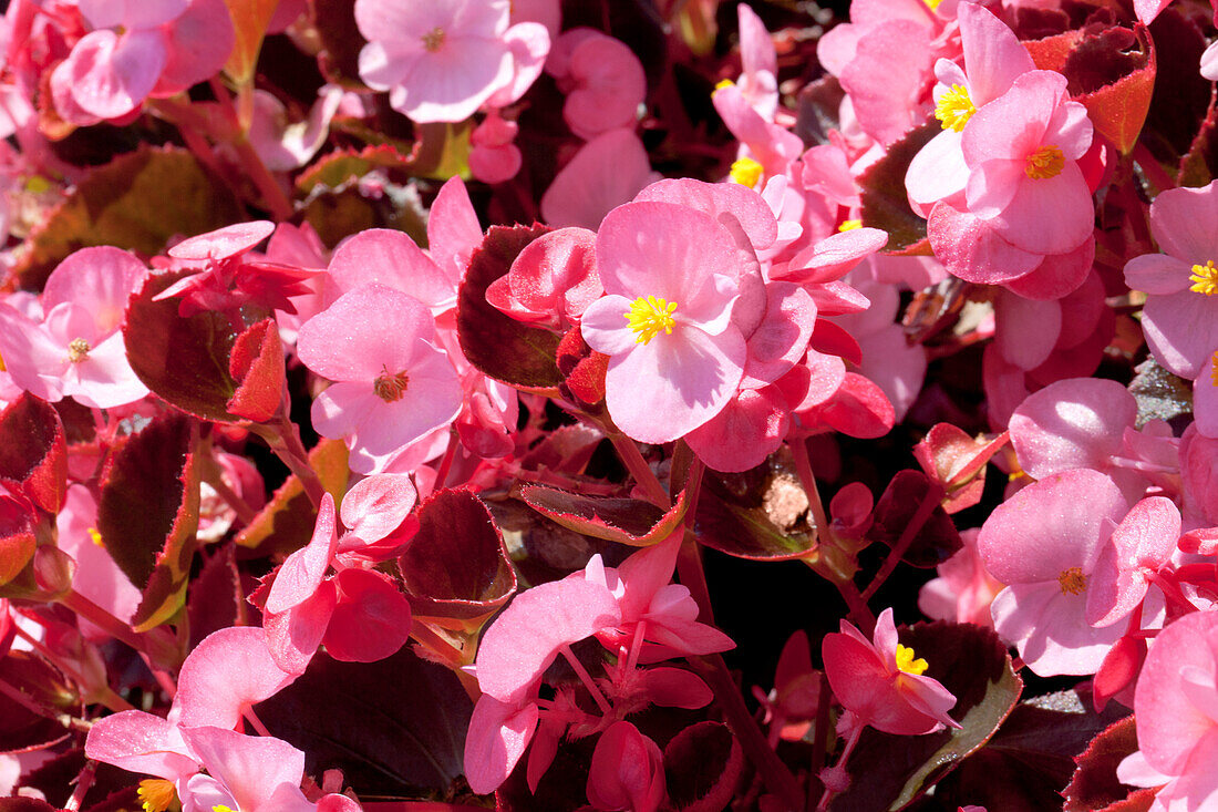 Begonia semperflorens 'Nightlife'