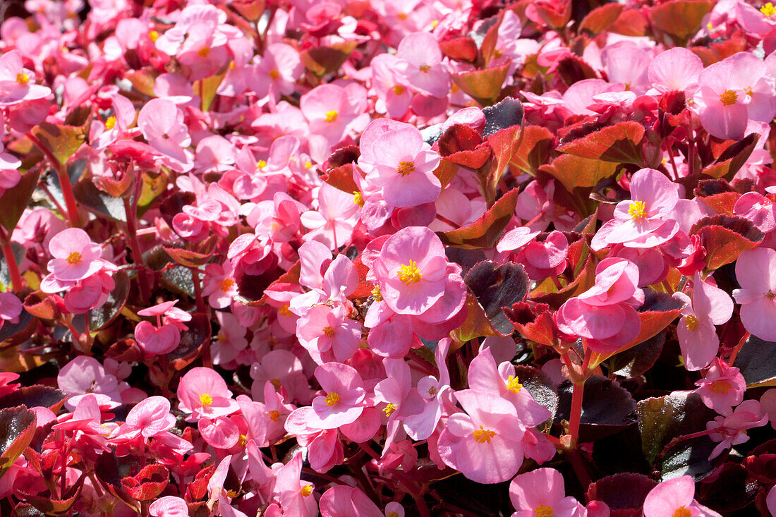 Begonia semperflorens 'Senator F1'