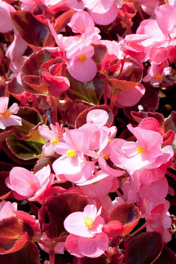 Begonia semperflorens