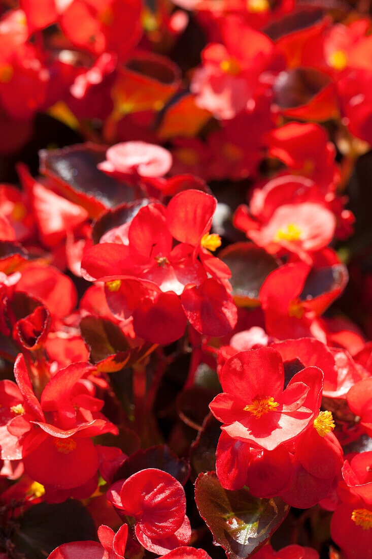 Begonia semperflorens 'Senator F1'