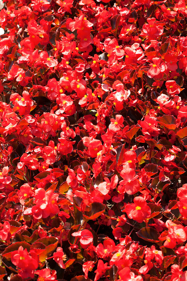 Begonia semperflorens 'Senator F1'