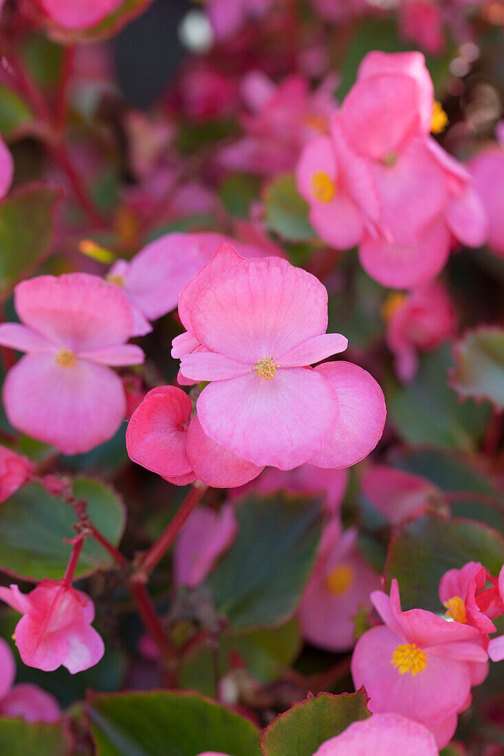 Begonia semperflorens