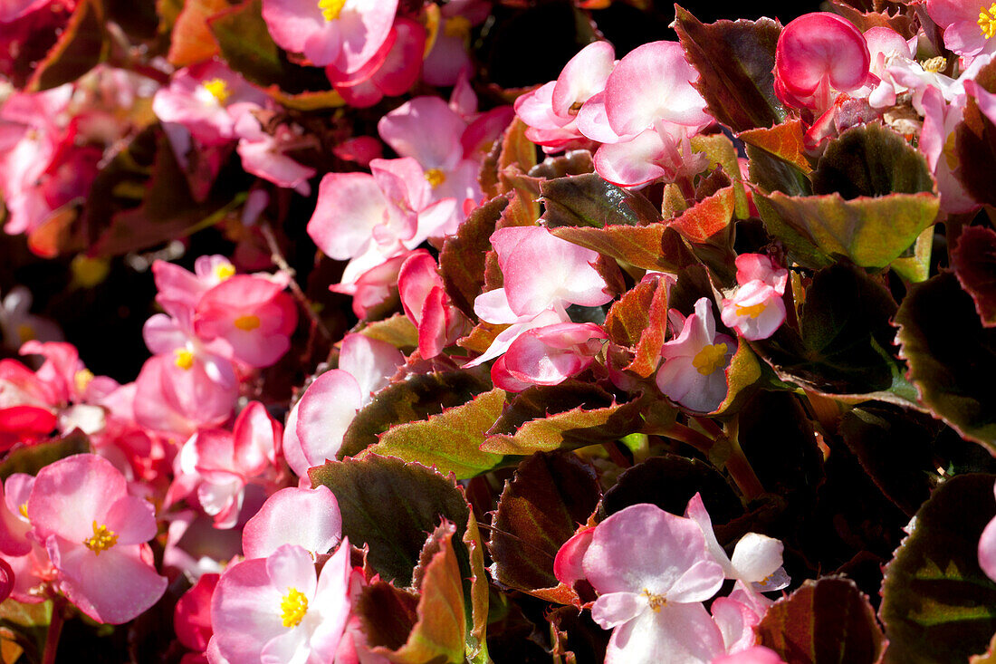 Begonia semperflorens 'Rose Bicolour'