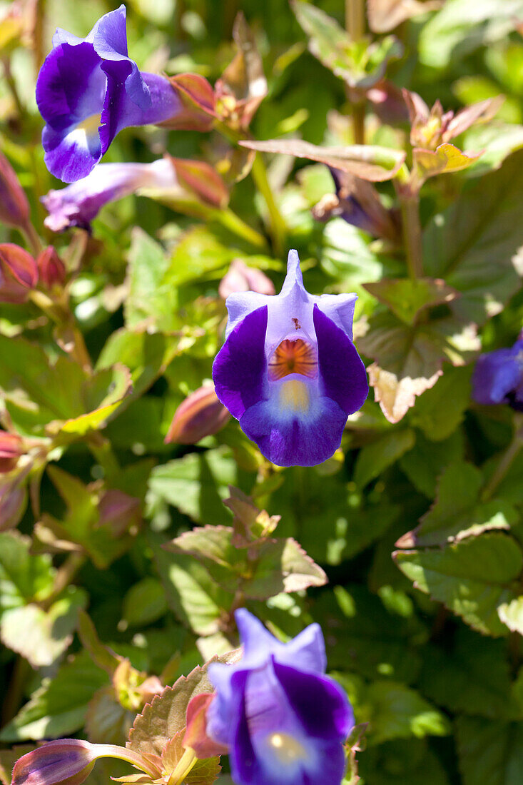 Torenia 'Moon Series'® Moon Indigo / Moon Indigo 