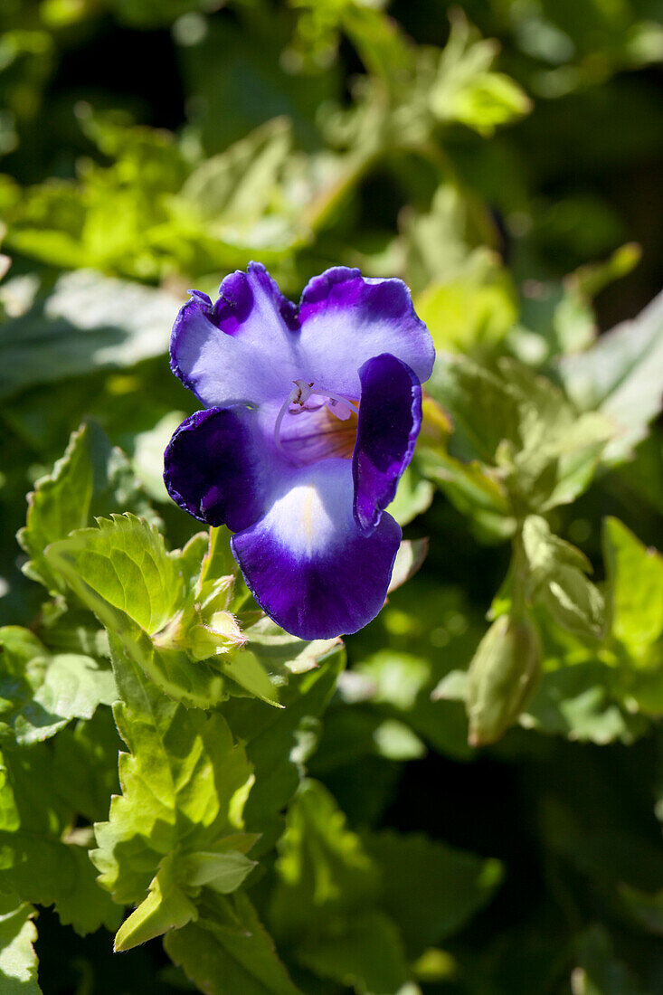 Torenia 'Moon Series'® Moon Purple (Violet) / Moon Yellow