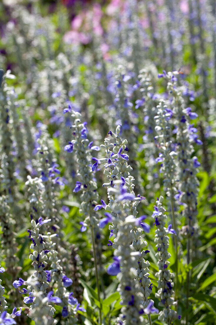 Salvia farinacea 'Sallyfun™ Sky Blue'