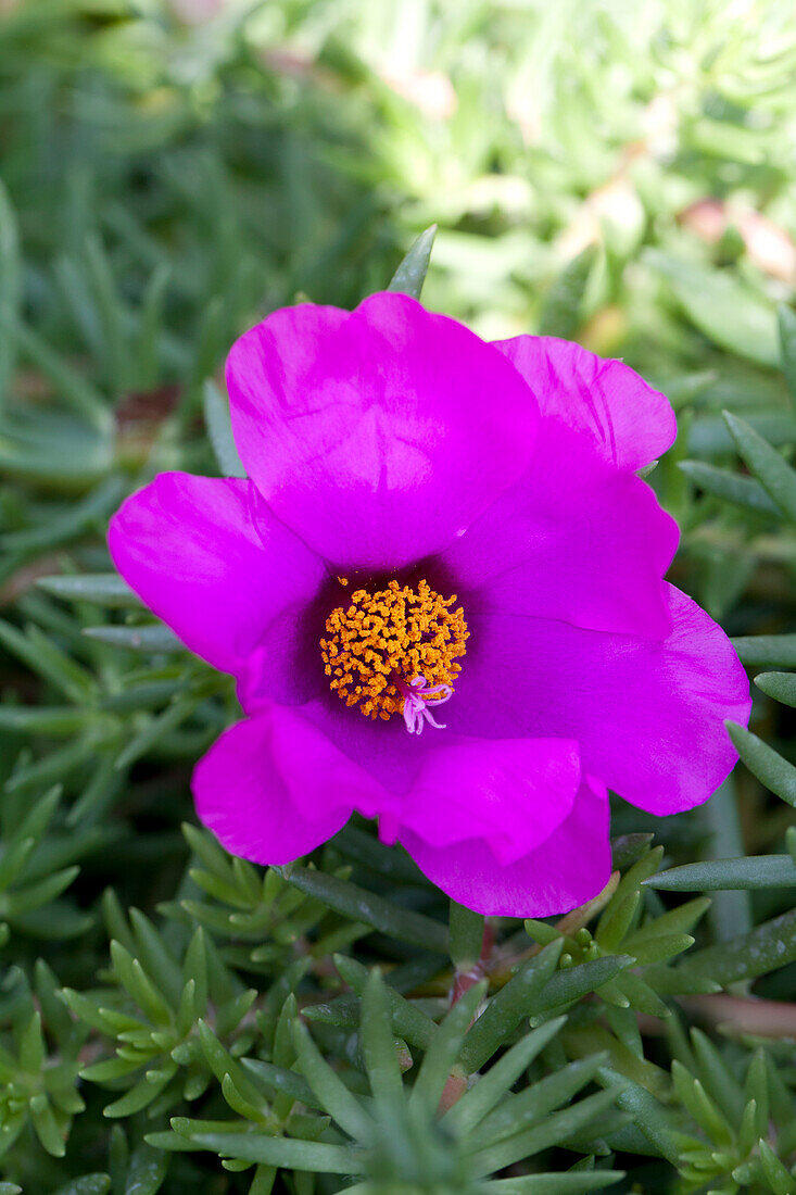 Portulaca grandiflora