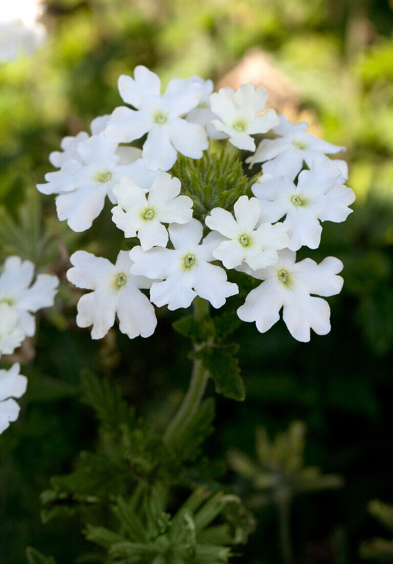 Verbena hybrid Magelana White