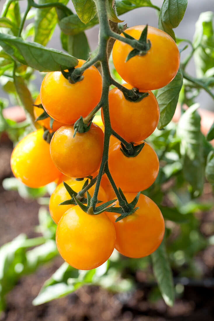 Solanum lycopersicum Golden Nugget
